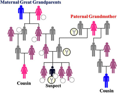 Pedigree showing relatedness-source-science news